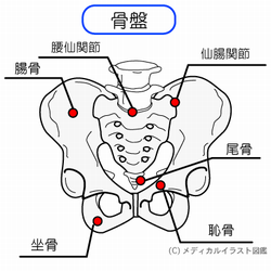 骨盤を前からみた図
