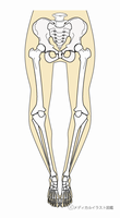 Ｏ脚の絵